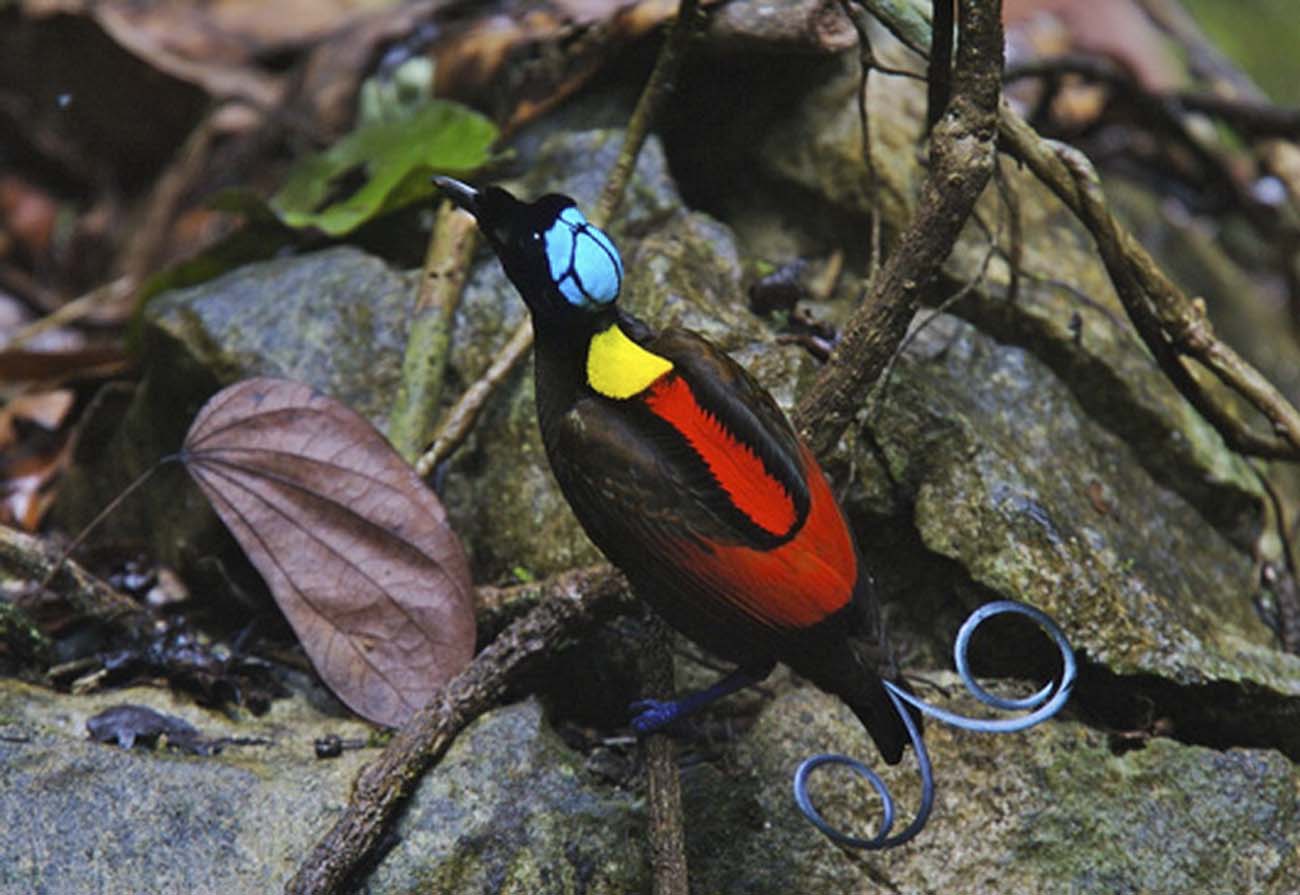 Wilsonparadicsommadara