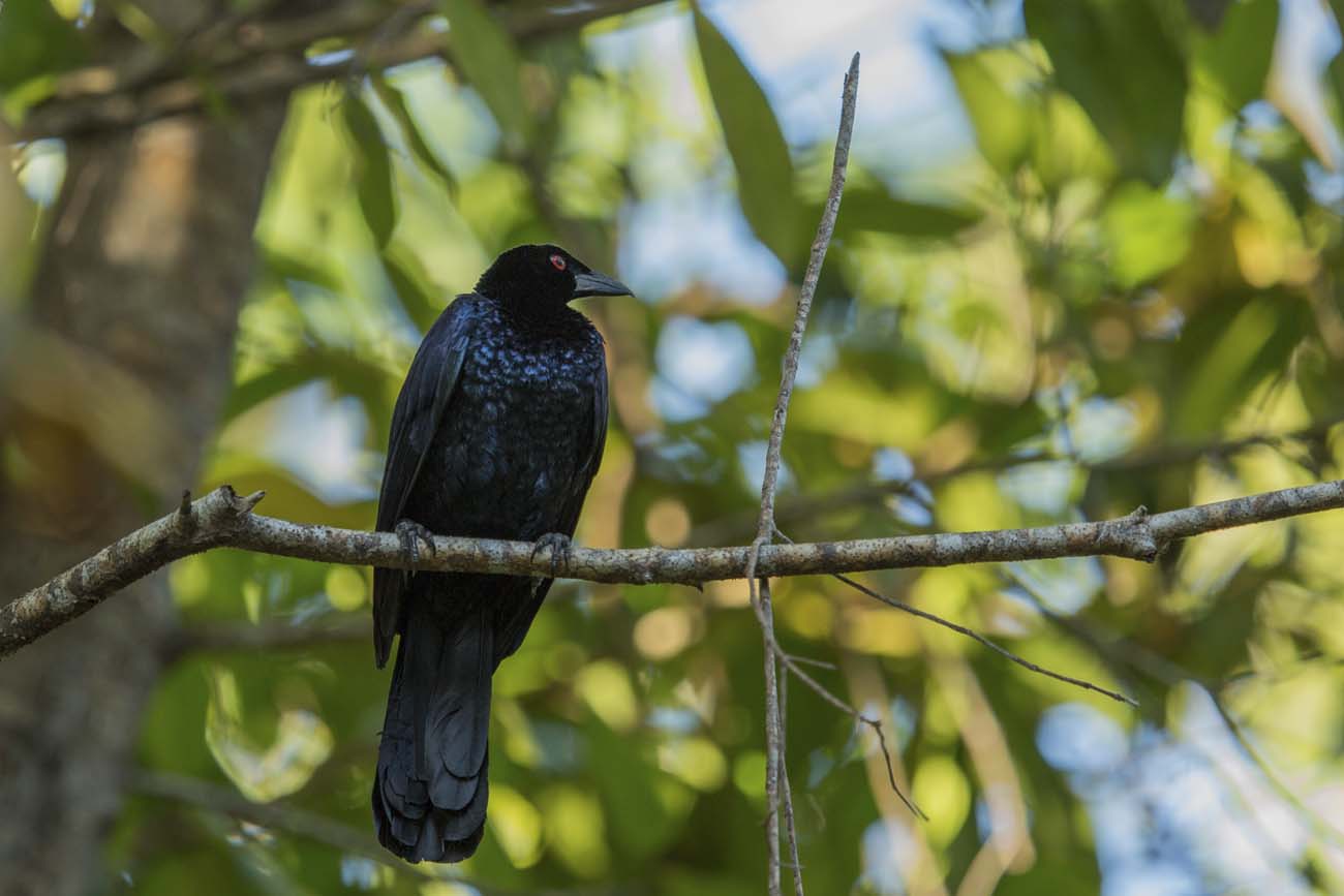 Manucode Paradicsommadr