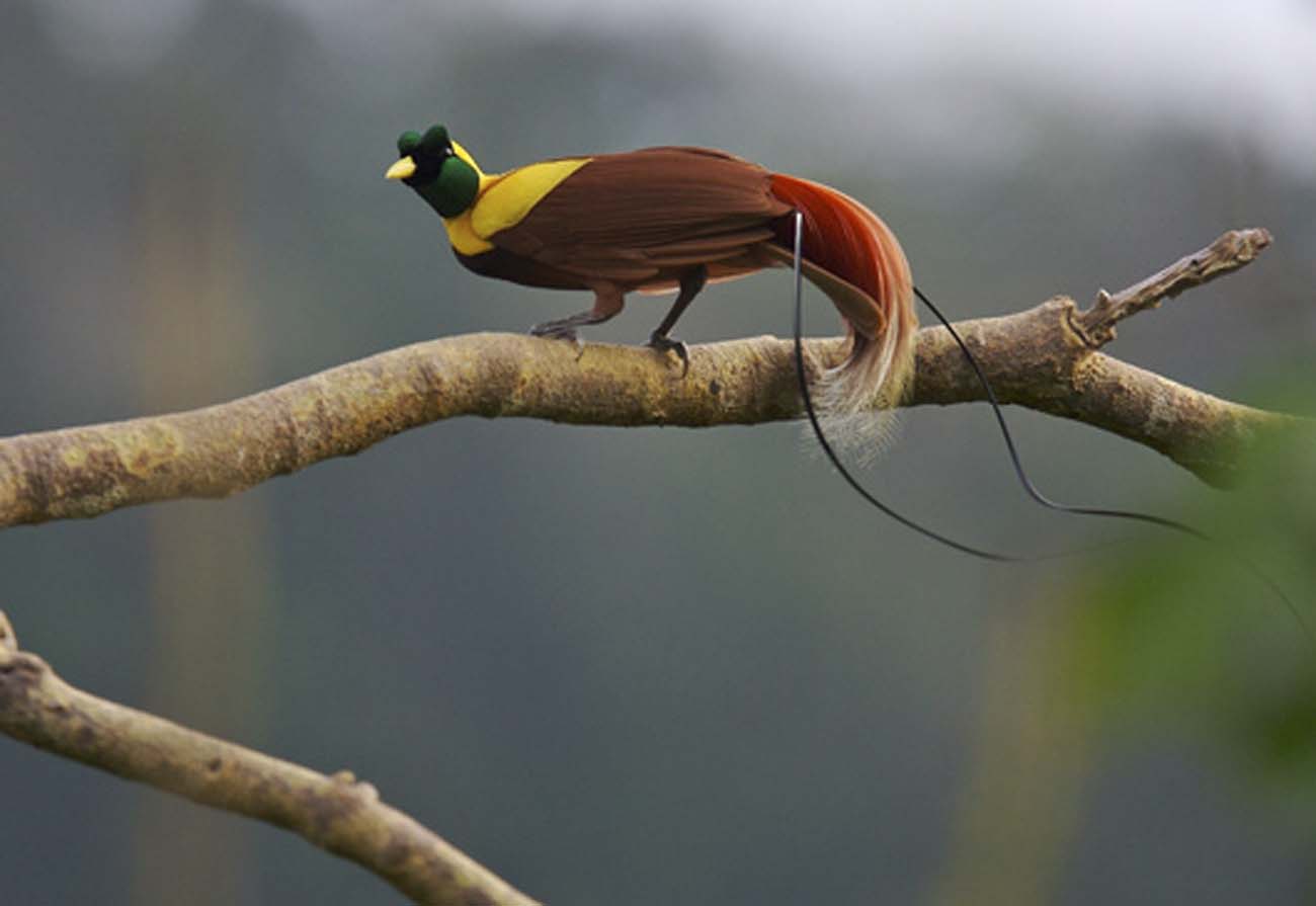 Piros Paradicsommadr