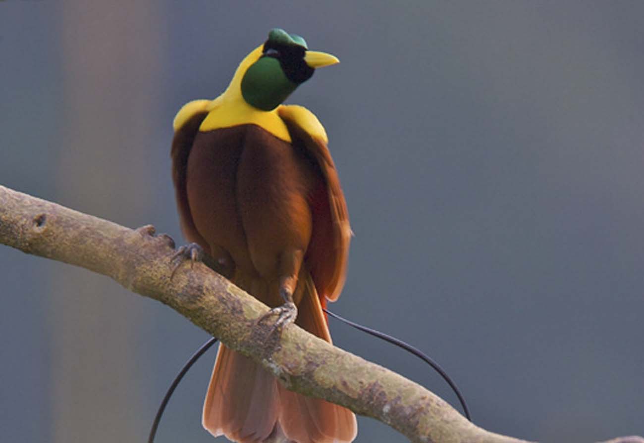 Piros Paradicsommadr1