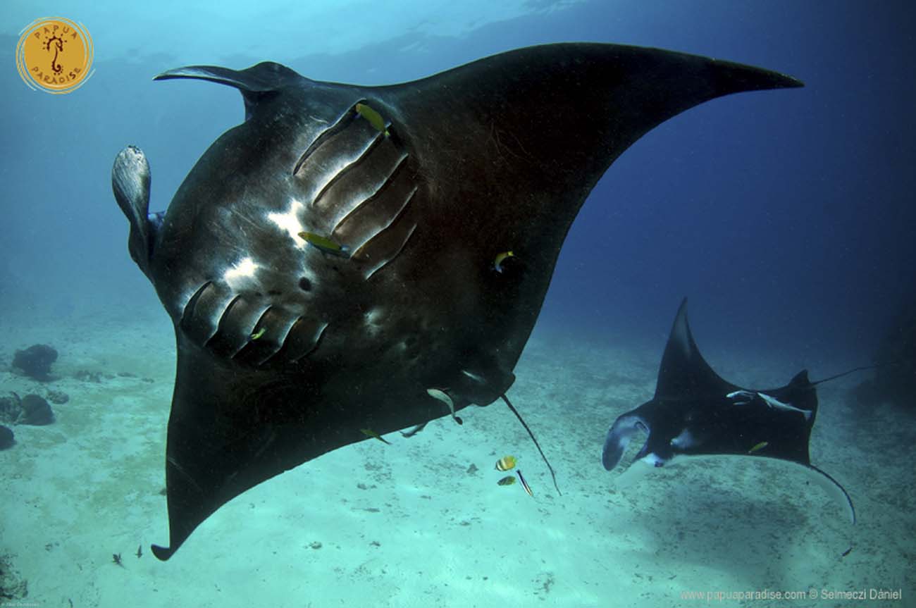 Manta